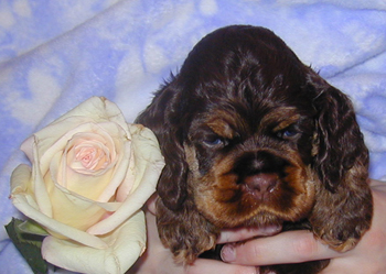 Nikita - chocolate tan cocker puppy - 4 weeks