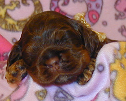 Nikita - chocolate tan cocker puppy - day 14