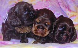 Nikita - chocolate tan cocker puppy - sisters