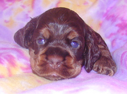 Nikita - chocolate tan cocker puppy - day 21