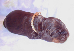 Nikita - chocolate tan cocker puppy - day 7