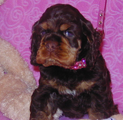 Nikita - chocolate tan cocker puppy - 5 weeks