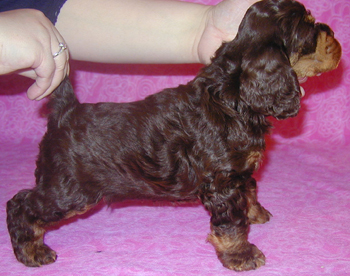 Nikita - chocolate tan cocker puppy - 5 weeks